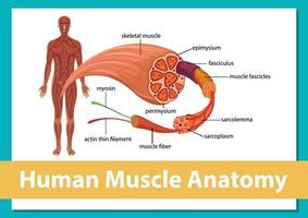 menselijke spieranatomie met lichaamsanatomie vector