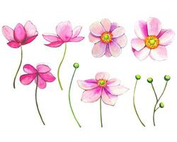 verzameling van roze anemonen. waterverf anemoon bloemknoppen vector