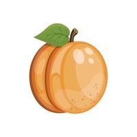 abrikoos fruit. vector illustratie