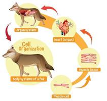 diagram dat de celorganisatie in een wolf toont vector