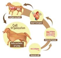 diagram dat de celorganisatie bij een hond toont vector