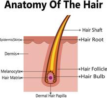 anatomisch opleiding poster. haar- groei fase stap door stap. stadia van de haar- groei fiets. anageen, telogeen, katageen. huid anatomie. kruis sectie van de huid lagen. medisch vector illustratie