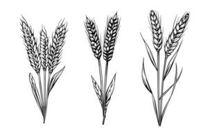 reeks van tarwe brood oren ontbijtgranen Bijsnijden schetsen gravure stijl vector illustratie.