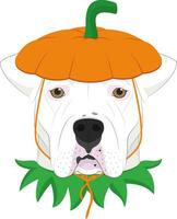 halloween groet kaart. Argentijns dogo hond gekleed net zo een pompoen vector