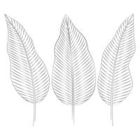 calathea tropisch bladeren set. vector botanisch illustratie, contour grafisch tekening.
