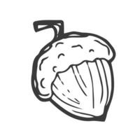 tekening is een icoon van de fruit en bladeren van een eik boom. contour beeld van een eikel. gemakkelijk zwart tekening van planten voor stickers, decor, ansichtkaarten, insignes, kleur boeken, logo's. vector clip art reeks