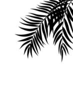 beautifil palmboom blad silhouet achtergrond vectorillustratie vector