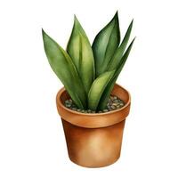 slang fabriek sansivieria dracaena trifasciata in klei pot geïsoleerd hand- getrokken waterverf schilderij illustratie vector