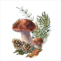 botanisch hand- geschilderd waterverf illustratie van Woud fabriek. een samenstelling van Woud planten, een stomp met mos, bosbessen en champignons. vector