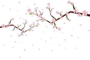 sakura bloemen. kers boom bloesem. voorjaar tuin bloemen. geïsoleerd wit achtergrond. vector