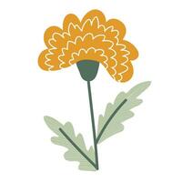 chrysant. herfst bloem. hand- getrokken elementen voor herfst decoratief ontwerp vector