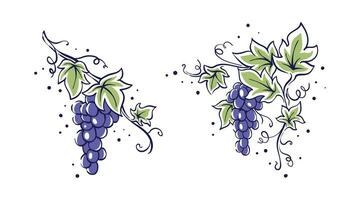 druiven Liaan schetsen vector illustratie bosbes met bladeren hand- getrokken ontwerp