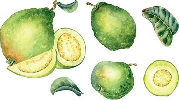 reeks van voor de helft en plakjes guava waterverf illustratie geïsoleerd Aan wit. tropisch fruit, exotisch appel, geheel Guajava, wit pulp hand- getrokken. ontwerp element voor inpakken, verpakking, label, keuken vector