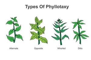 types van phyllotaxie. vector