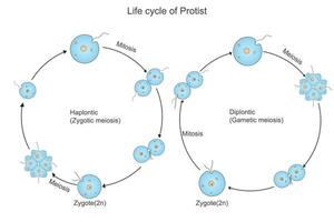 leven fiets van bacteriën. haplontisch. diplomatisch.zygotisch meiosis, gametisch mitose.vector illustratie, nuttig biologisch concept voor school, universiteit en medisch. vector