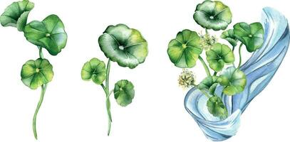 reeks van centella asiatica kruiden planten samenstelling waterverf illustratie geïsoleerd Aan wit. waternavel, ik heb je kola water vorm geven aan, cola, bloem hand- getrokken. ontwerp element voor pakket, label, omhulsel vector