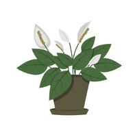 spathiphyllum huis bloem in een pot, vrouwen geluk vector