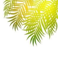 palmboom blad silhouet achtergrond vectorillustratie vector