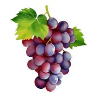 Purper druiven met bladeren geïsoleerd hand- getrokken schilderij illustratie vector