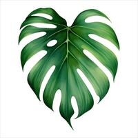 monstera blad geïsoleerd gedetailleerd hand- getrokken schilderij illustratie vector