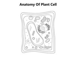 fabriek cel structuur, anatomie infographic diagram met onderdelen vlak vector illustratie ontwerp voor biologie wetenschap onderwijs school- boek concept microbiologie organisme regeling etiketten van componenten