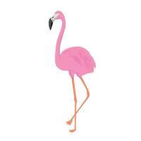vlak flamingo tekenfilm ontwerp. exotisch zomer dier teken en symbool. vector