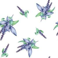 salie kruiden fabriek waterverf naadloos patroon geïsoleerd Aan wit achtergrond. salvia officinalis, Purper bladeren, nuttig kruid hand- getrokken. ontwerp voor textiel, pakket, inpakken, papier, kleding stof. vector