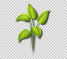 tropische plantenbladeren vector