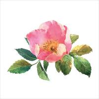 waterverf botanisch illustratie, roze hond roos bloemen, rozenbottel arrangement klem kunst. vector