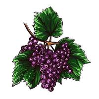 druiven geïsoleerd op een witte achtergrond. grapevine hand getekend vectorillustratie. vector