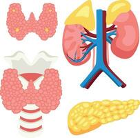 menselijk endocriene klieren voor studie in medisch universiteiten voor chirurgen en andere artsen geïsoleerd Aan wit achtergrond vector