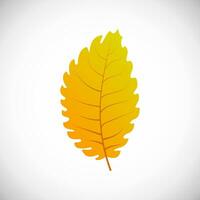 linde geel blad. herfst blad van een boom Aan een wit achtergrond. vector illustratie