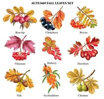 herfst vallen bladeren reeks vector