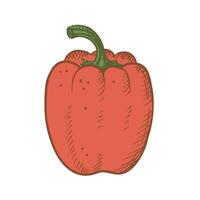 paprika peper vector illustratie Aan geïsoleerd achtergrond. rood paprika's hand- getrokken grafisch met gravure voor afdrukken, label, ontwerp, sjabloon, logo, kaart. voedsel, peper oogst, groente landbouw