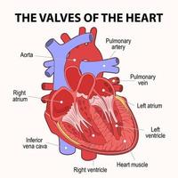 menselijk hart, dwarsdoorsnede, beschrijvend schema. vector