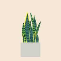 dracaena trifasciata, is het meest bekend als de slangenplant, een populaire decoratieve kamerplant afkomstig uit tropisch regenwoud. vector