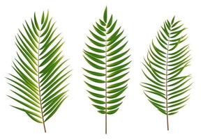 palmboom blad silhouet geïsoleerd op witte achtergrond vector