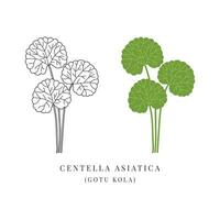 centella asiatica ayurvedisch kruid gemakkelijk illustratie. ik heb je kola fabriek. alternatief geneesmiddel. kunstmatig ingrediënt vector