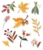 set herfst gedroogde bladeren, bessen en bloemen. verzameling van diverse eikels, esdoorn, rozenbottel, katoen en takken. biologisch herbarium. herfst bos gebladerte en herfst elementen vector illustraties.