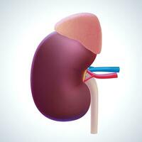 3d illustraties van menselijk nier en bijnier klieren gebruikt in geneesmiddel, wetenschap, opleiding, industrie en handel. vector