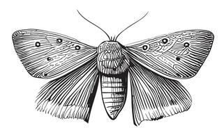 mot insecten hand- getrokken schetsen in tekening stijl vector illustratie