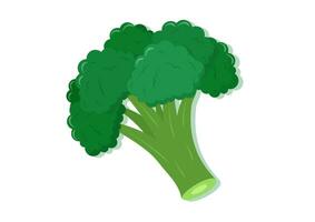 vector illustratie van broccoli vers groente. heerlijk gezond voedsel