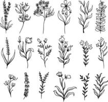 hand- getrokken bloemen illustratie wild bloem lijn kunst vector