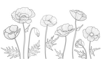 hand- getrokken papaver bloemen Aan wit achtergrond. tekening tekening. bloemen schets ontwerp vector