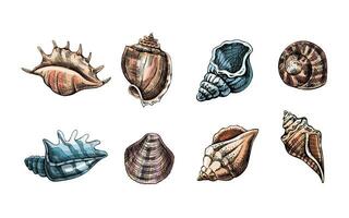 schelpen, ammoniet kleur vector set. hand- getrokken schetsen illustratie. verzameling van realistisch schetsen van divers weekdieren zee schelpen van divers vormen geïsoleerd Aan wit achtergrond.