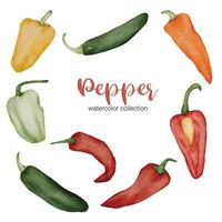 peper in aquarel collectie platte vector op witte achtergrond