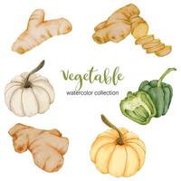 kruid ingrediënten in aquarel collectie platte vector op witte achtergrond