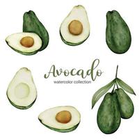 avocado fruit aquarel collectie platte vector