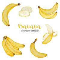 banaan in fruit aquarel collectie platte vector op witte achtergrond