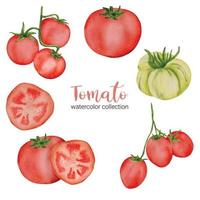 de tomaat in aquarel collectie platte vector op witte achtergrond